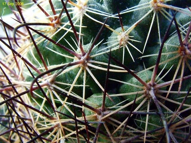 Mammillaria _duoformis 'erythrocalix' _09